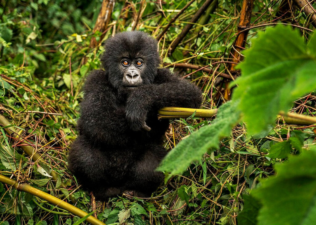 3-days-rwanda-gorilla-trekking-safari