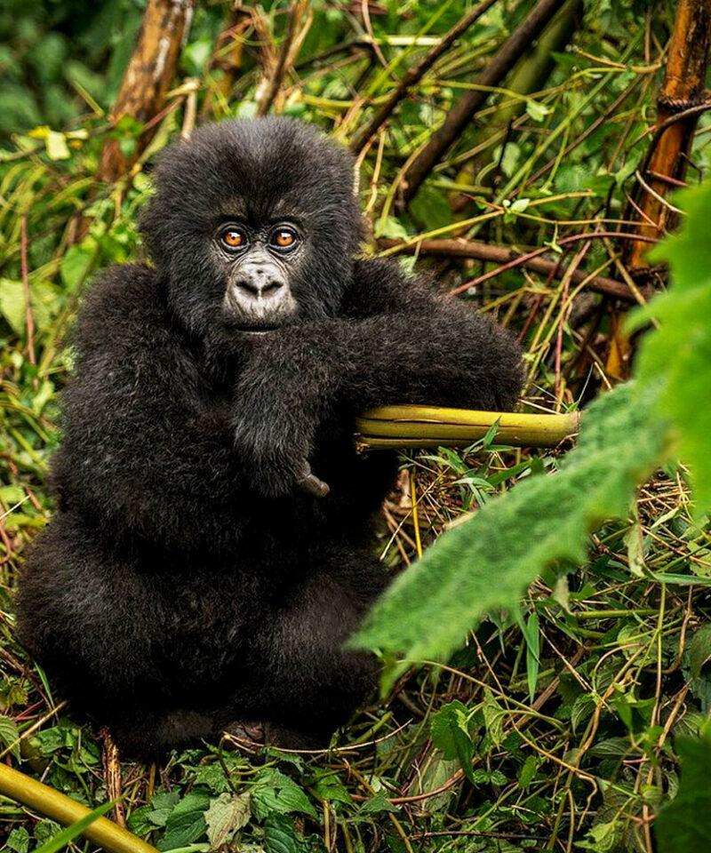 3-days-rwanda-gorilla-trekking-safari