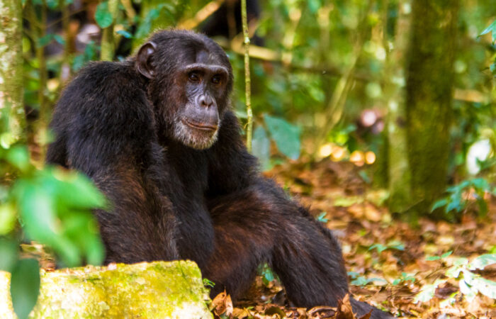 3-days-uganda-chimpanzee-trekking-tour