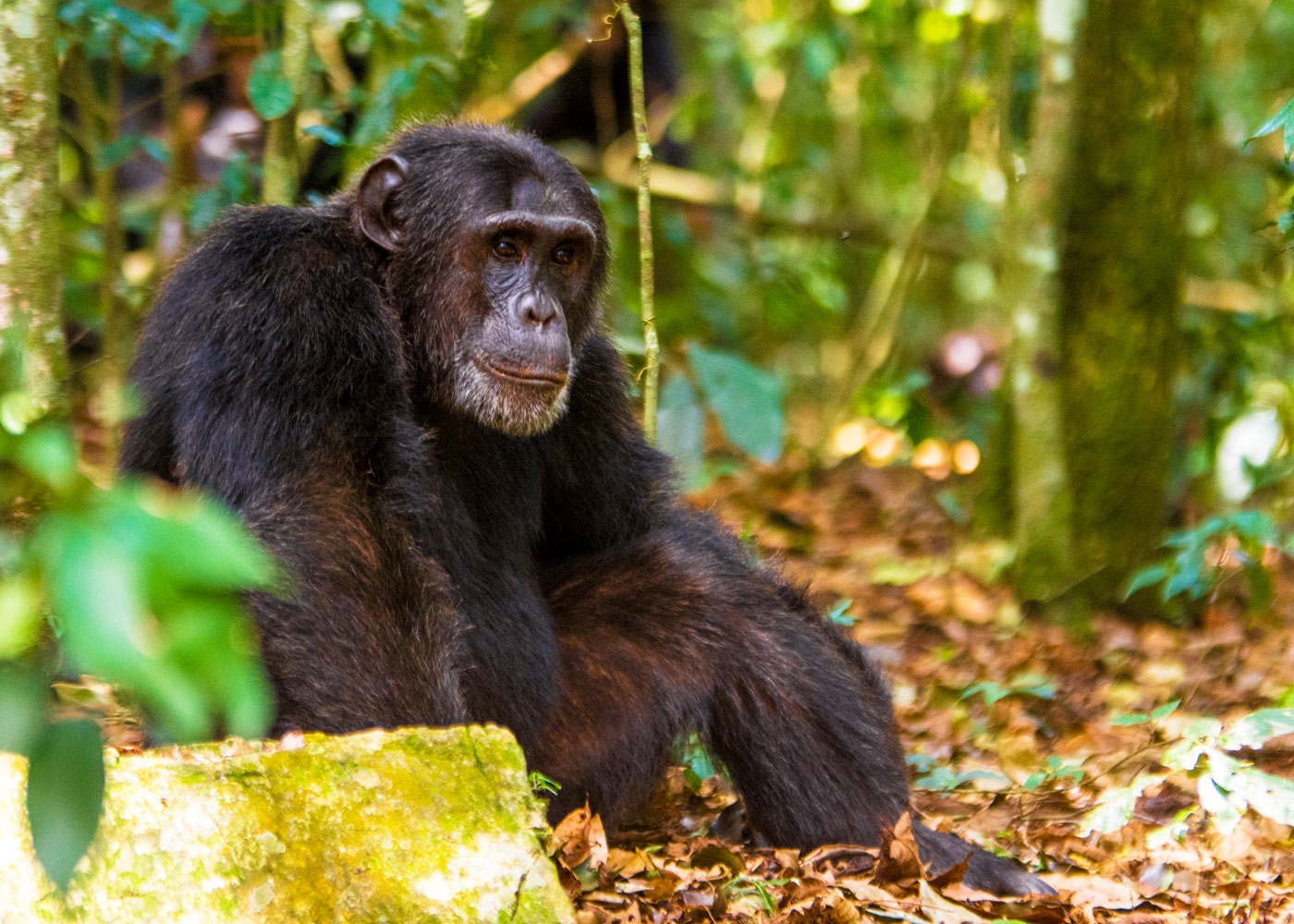 3-days-uganda-chimpanzee-trekking-tour