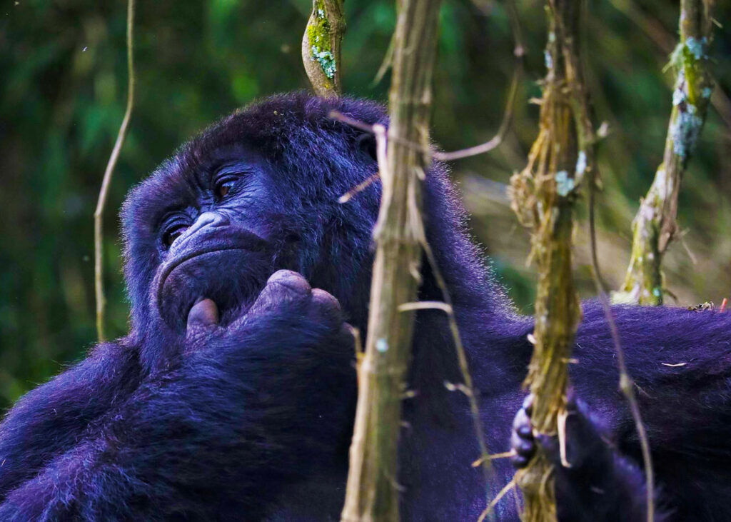 4-days-rwanda-gorilla-trekking-safari