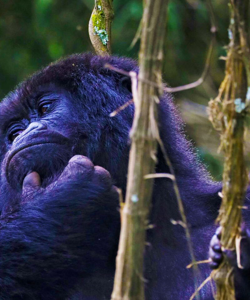 4-days-rwanda-gorilla-trekking-safari