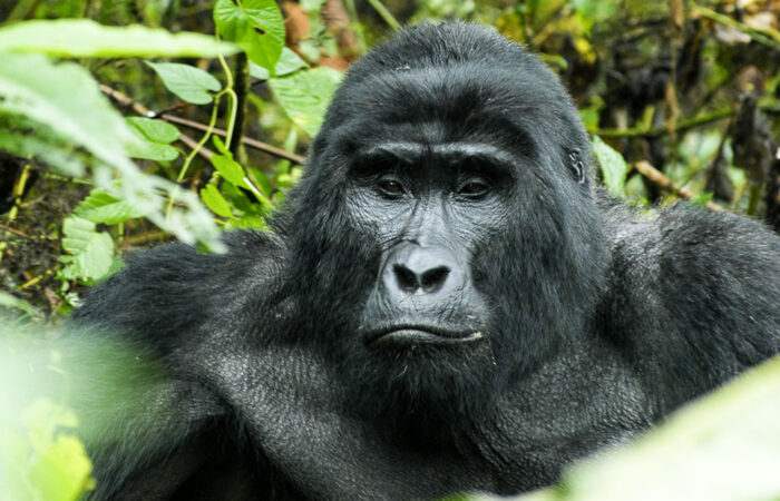 4-days-uganda-gorilla-trekking-tour