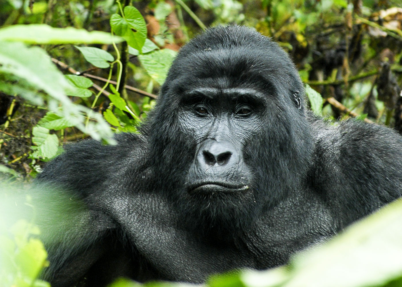 4-days-uganda-gorilla-trekking-tour