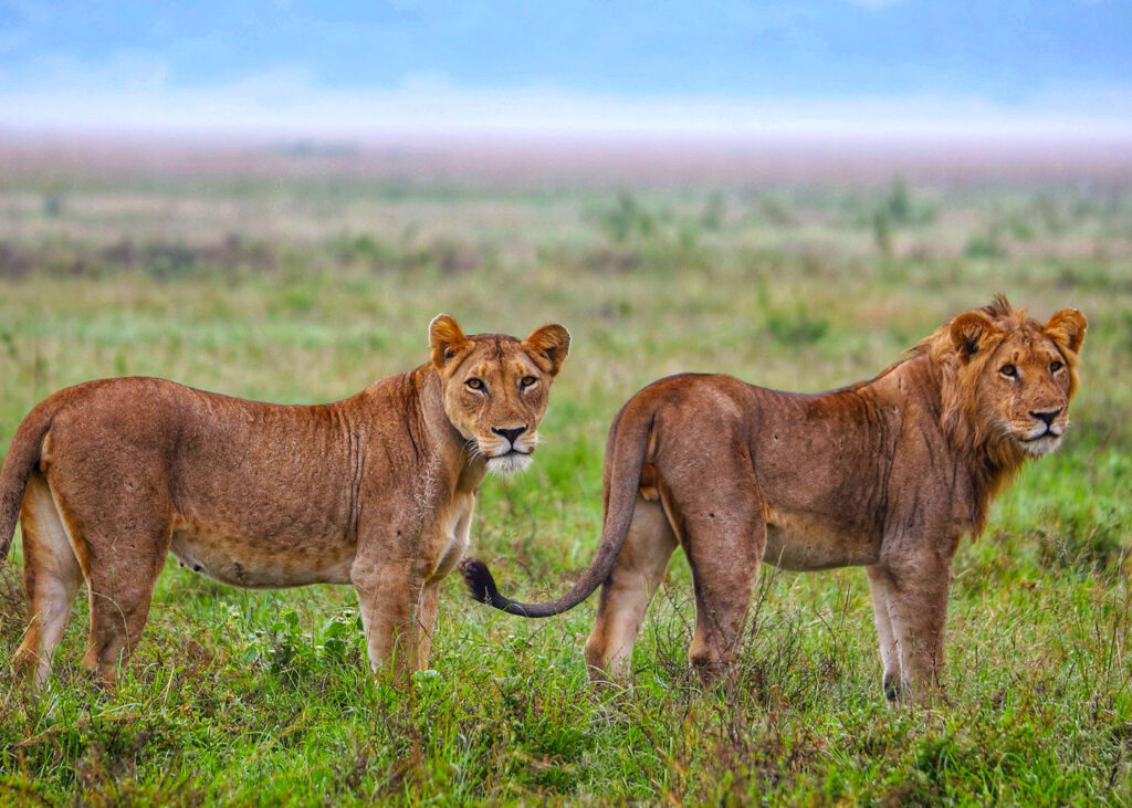 5-days-rwanda-gorilla-trekking-wildlife-safari