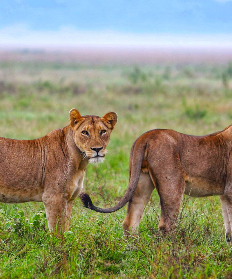 5-days-rwanda-gorilla-trekking-wildlife-safari