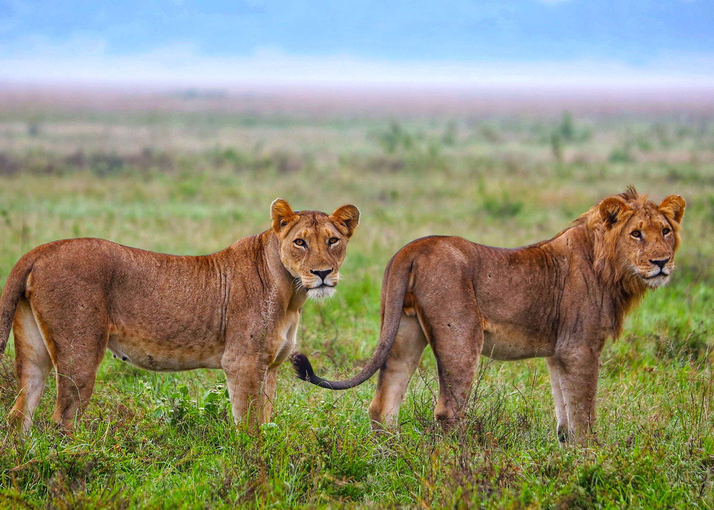 5-days-rwanda-gorilla-trekking-wildlife-safari