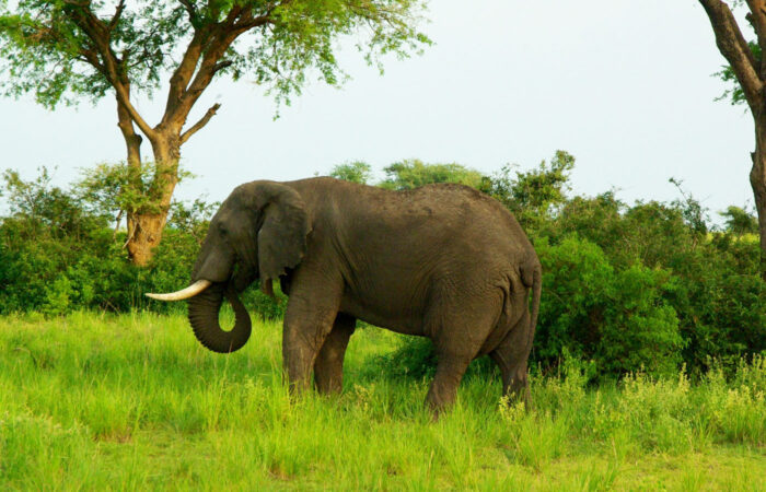 6-days-murchison-falls-and-kibale-tour