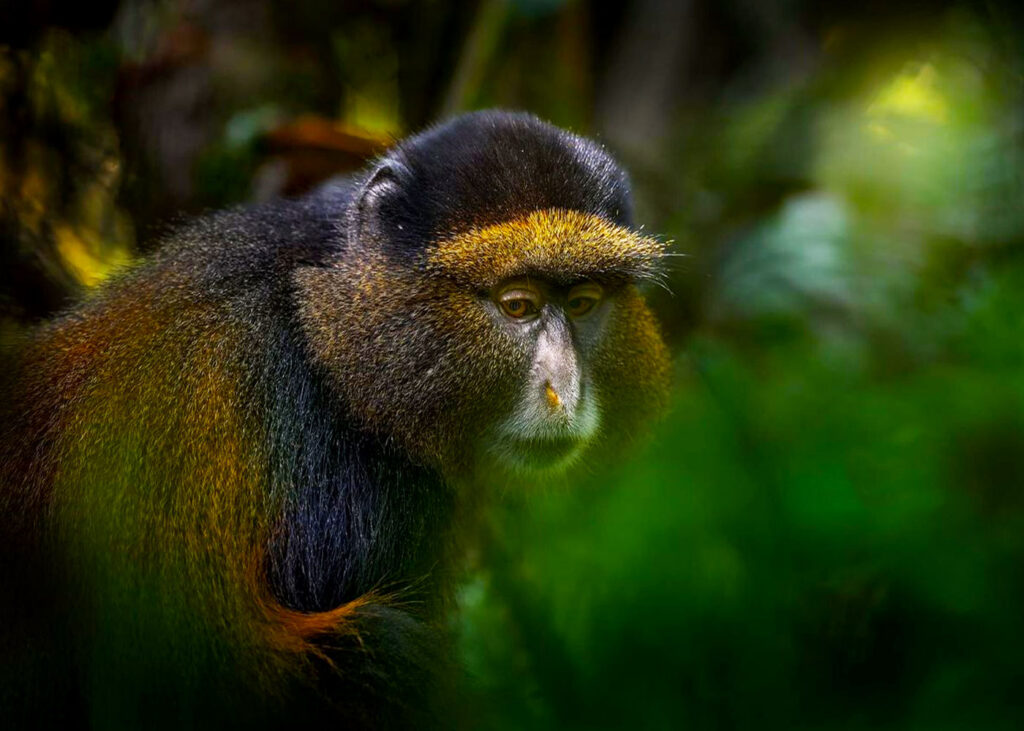 6-days-rwanda-primate-trekking-safari