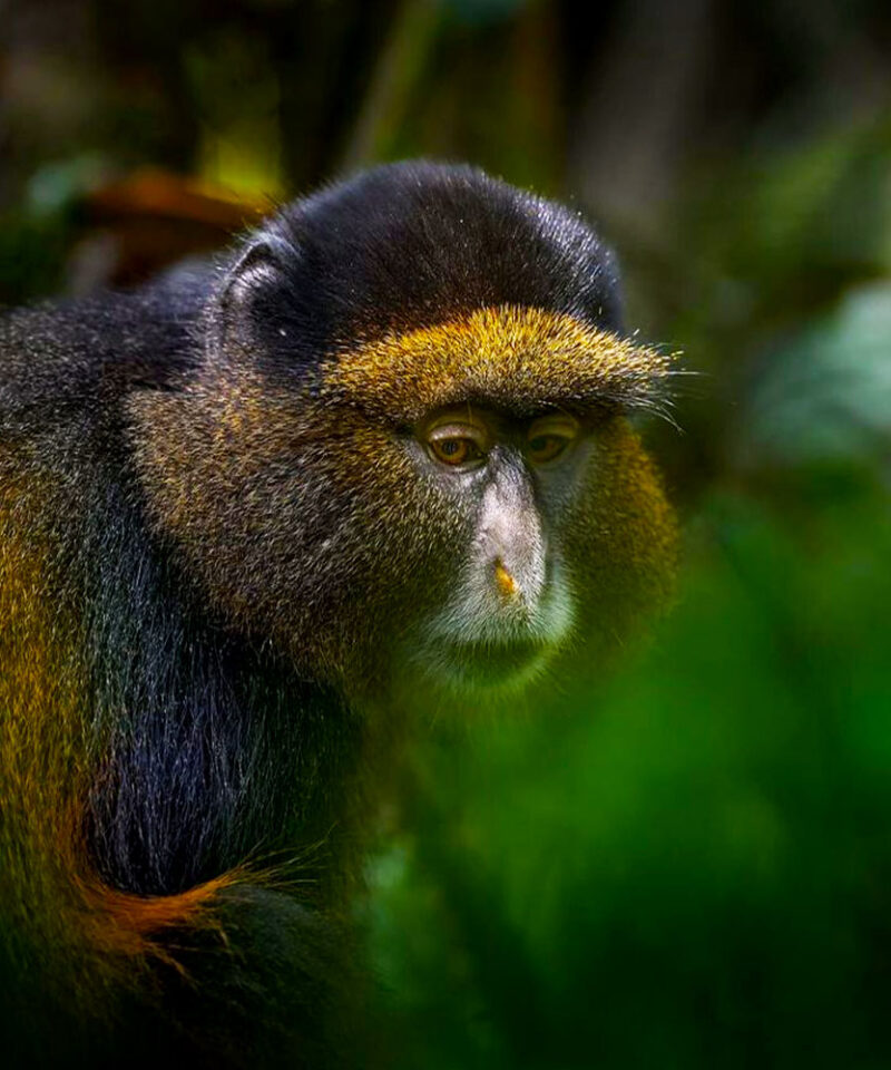 6-days-rwanda-primate-trekking-safari