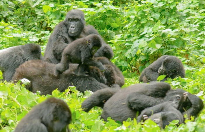 6-days-uganda-gorilla-and-chimpanzee-tour