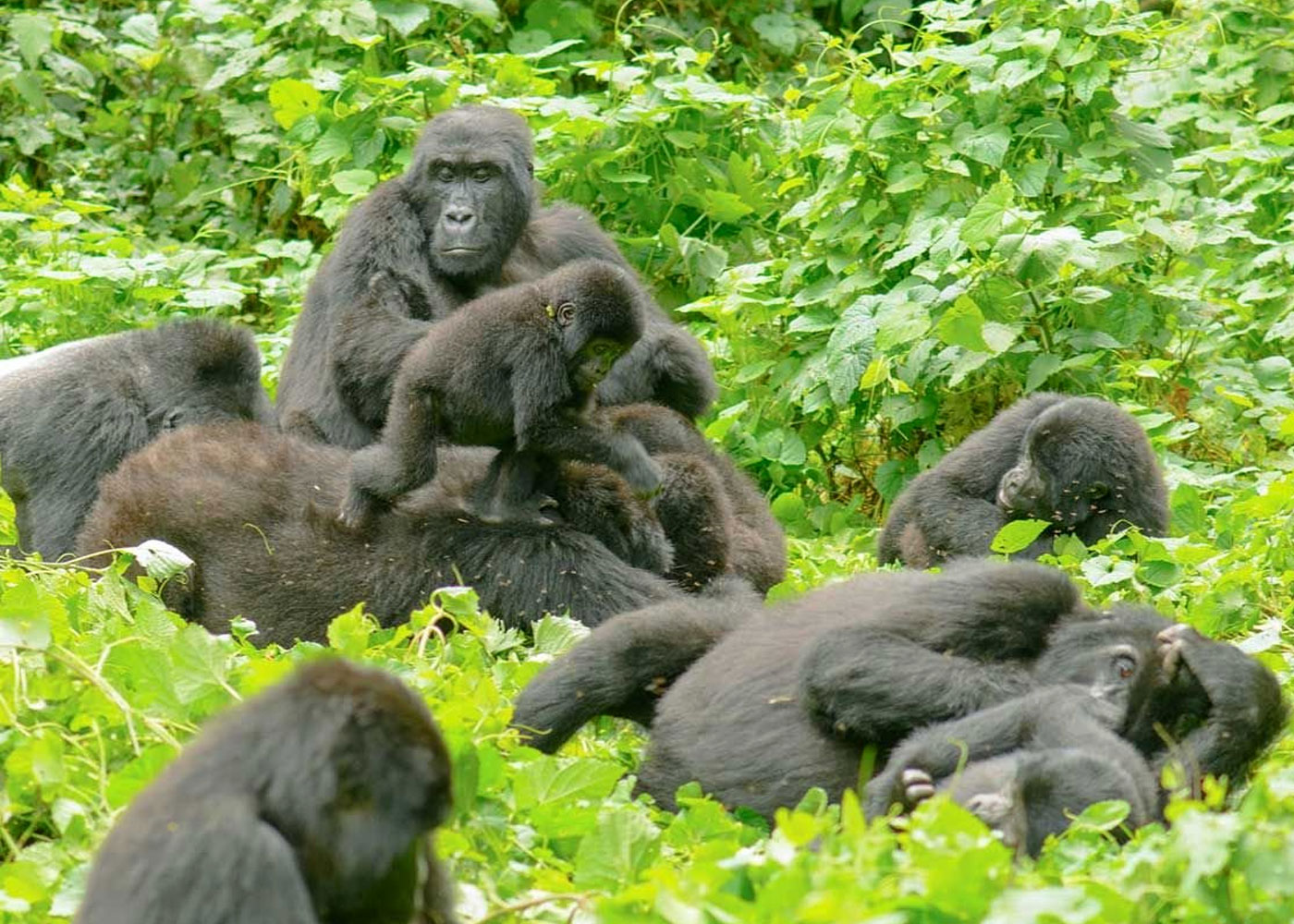 6-days-uganda-gorilla-and-chimpanzee-tour