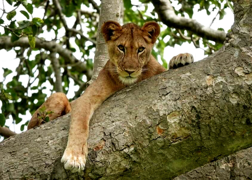 8-days-uganda-primate-and-wildlife-safari