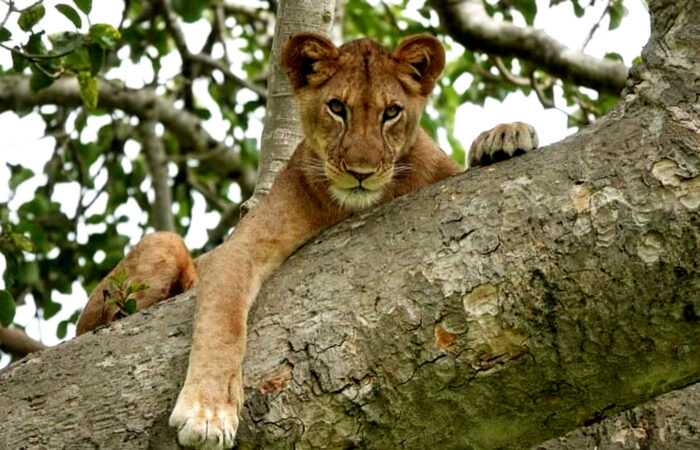 8-days-uganda-primate-and-wildlife-safari