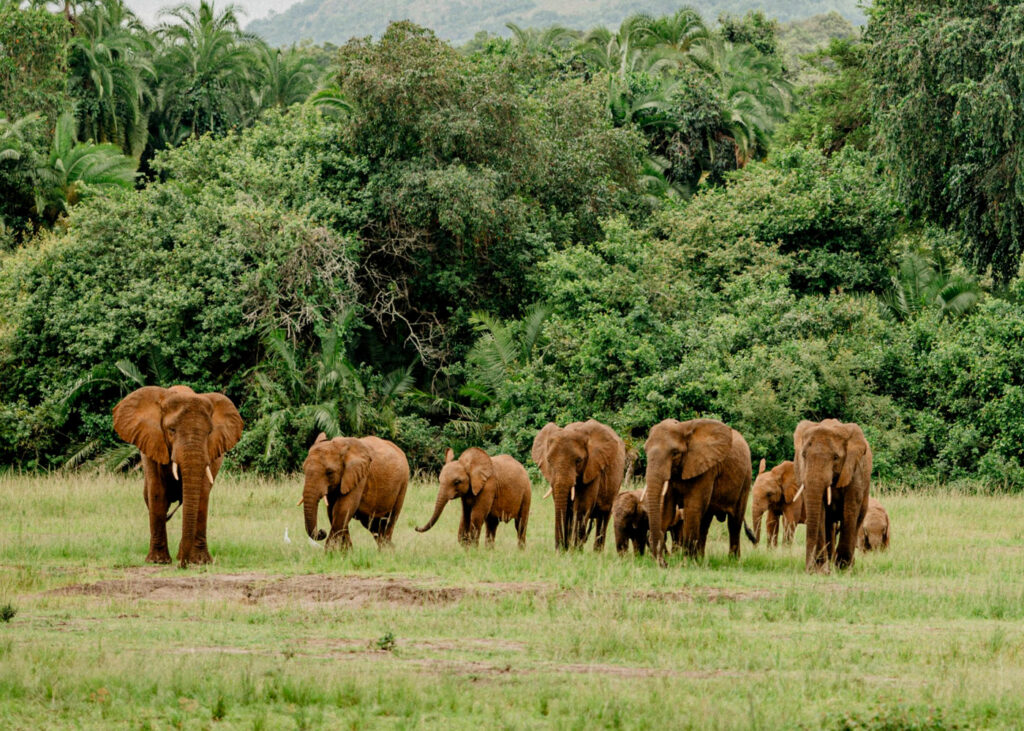 elephants-in-akagera-national-park