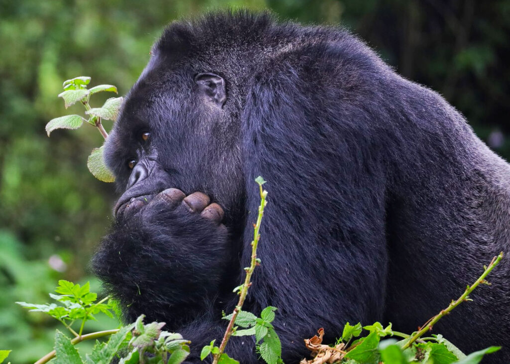 gorillas-in-volcanoes-national-park