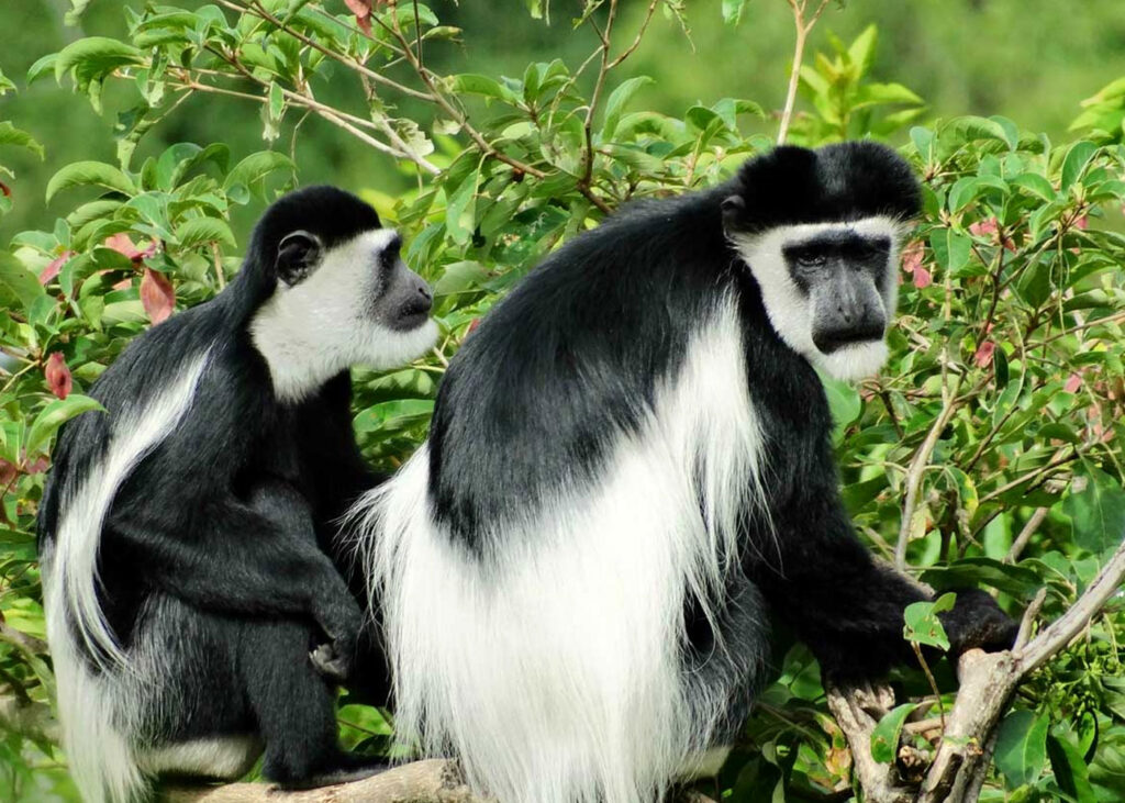 colobus-monkeys-in-nyungwe-national-park