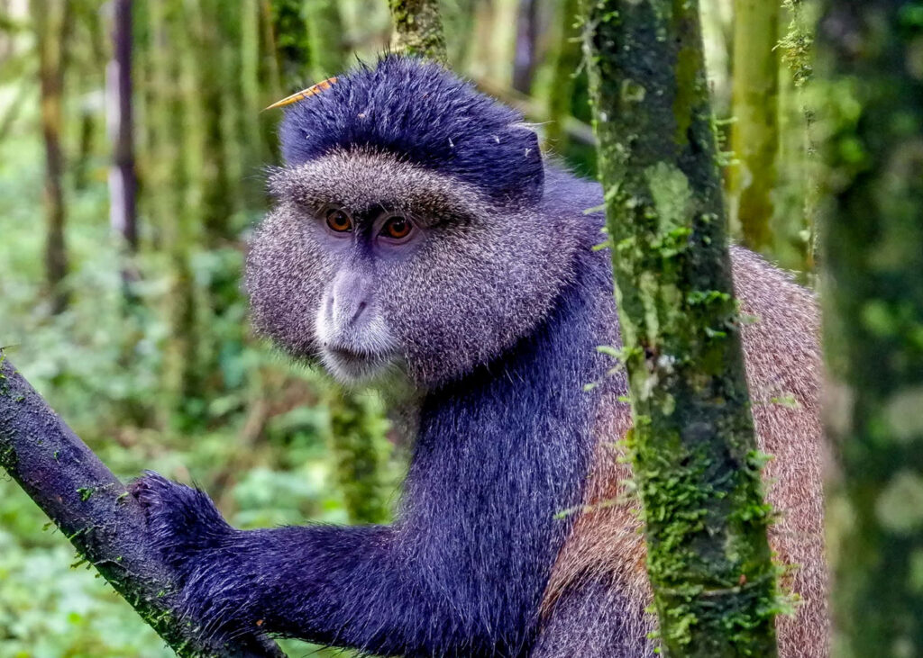 golden-monkey-in-gishwati-mukura-national-park