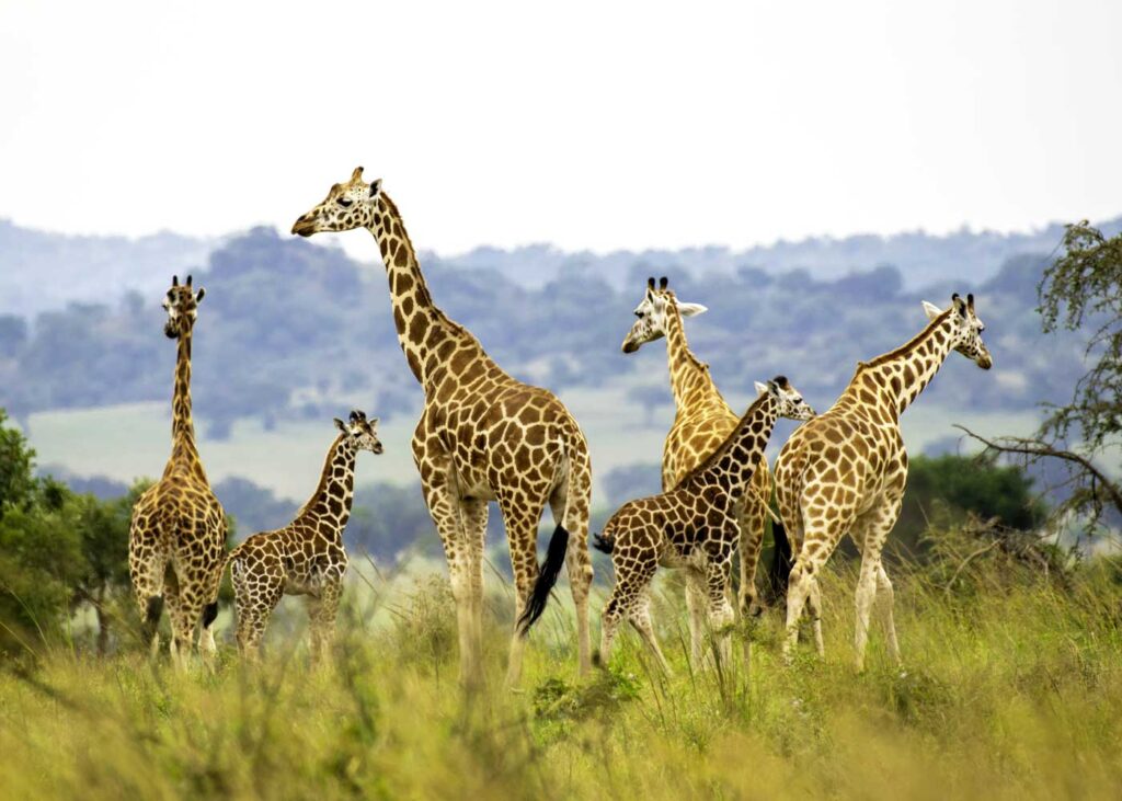 kidepo-valley-national-park