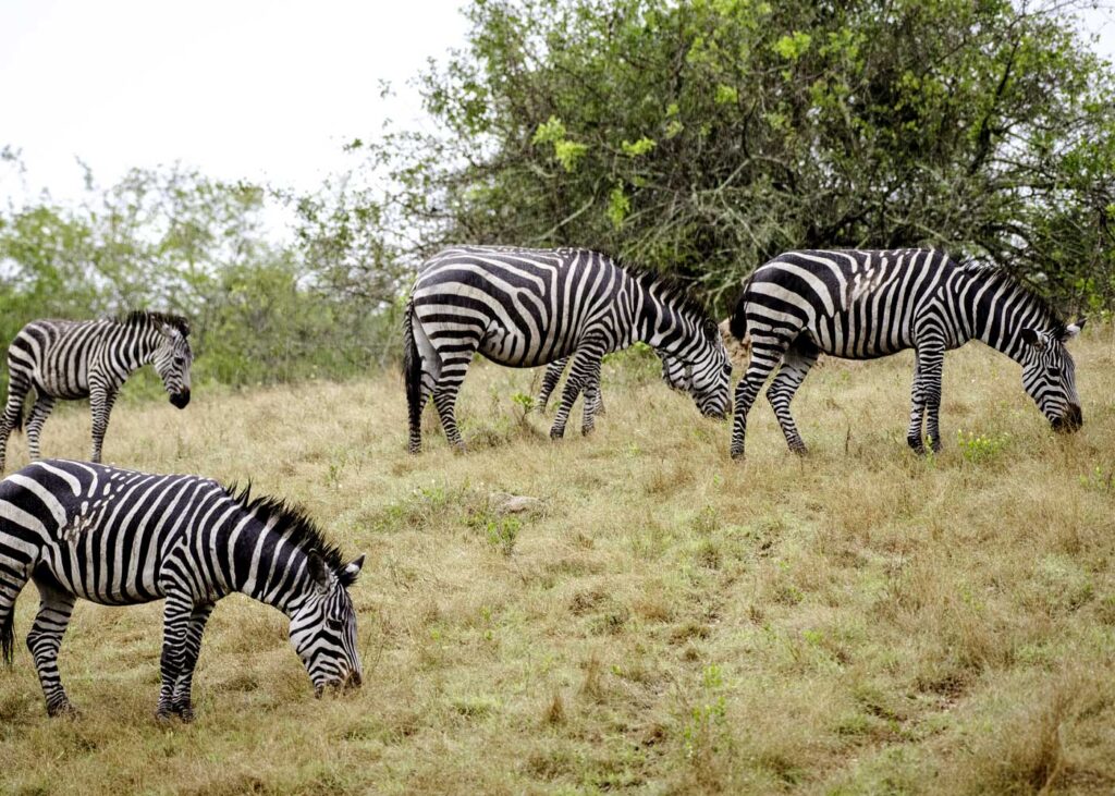 lake-mburo-national-park