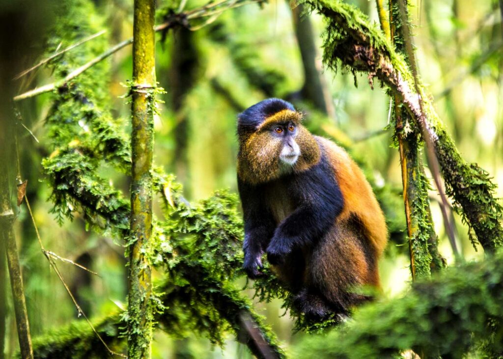 mgahinga-national-park