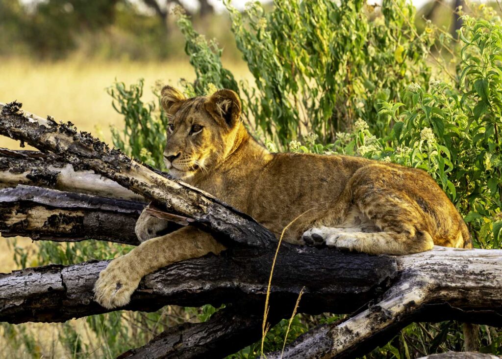 queen-elizabeth-national-park